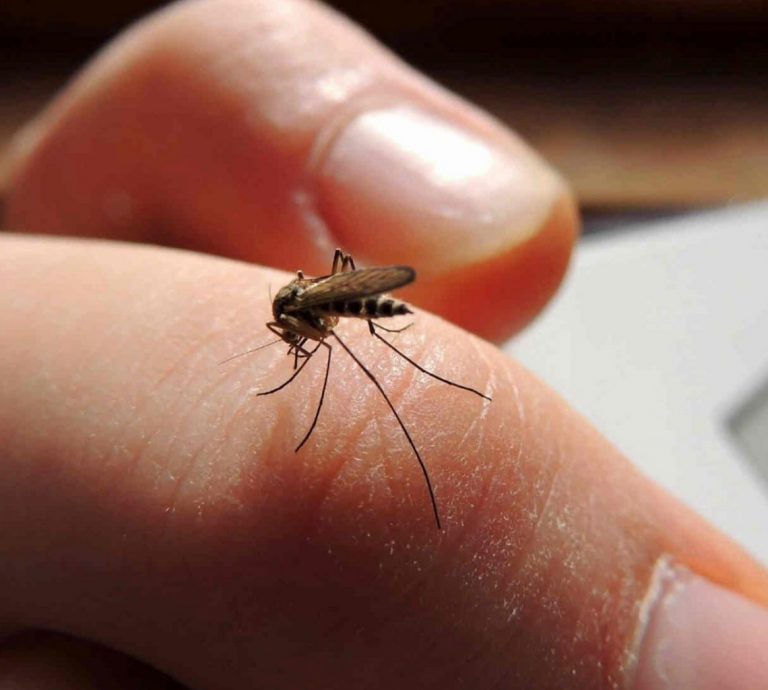 La Matanza: confirman dos casos de dengue importados