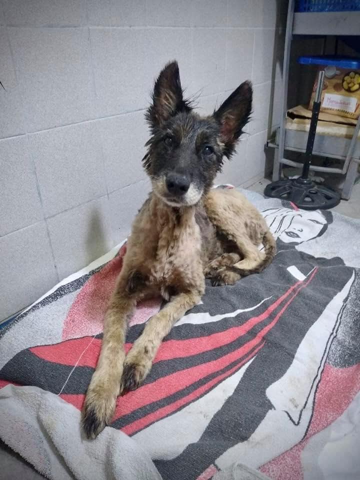 Merlo: Un perro fue rescatado de un pozo de brea y se recuperó milagrosamente