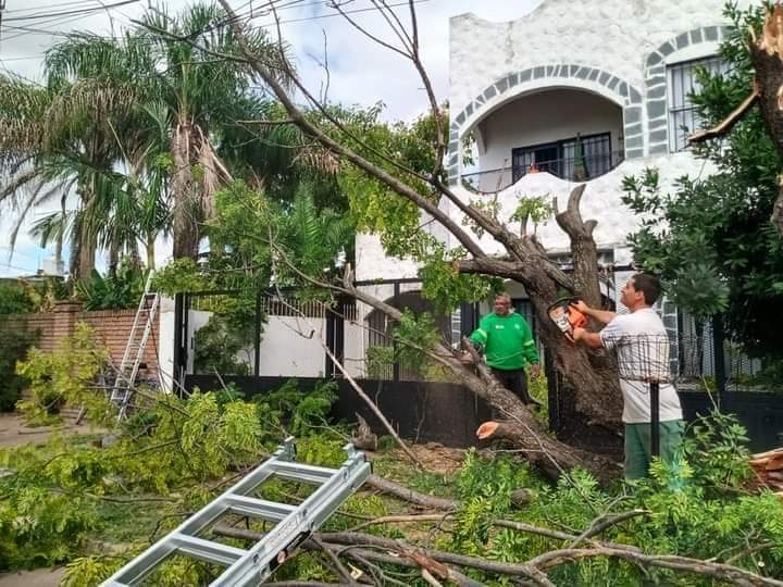 Emergencia forestal en Merlo: El Municipio trabajó con los árboles caídos