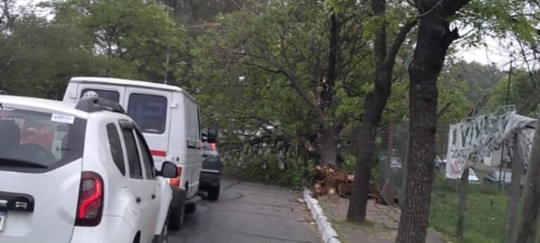 ALDO BONZI: Camión tiró un árbol cortando media calle Gorriti