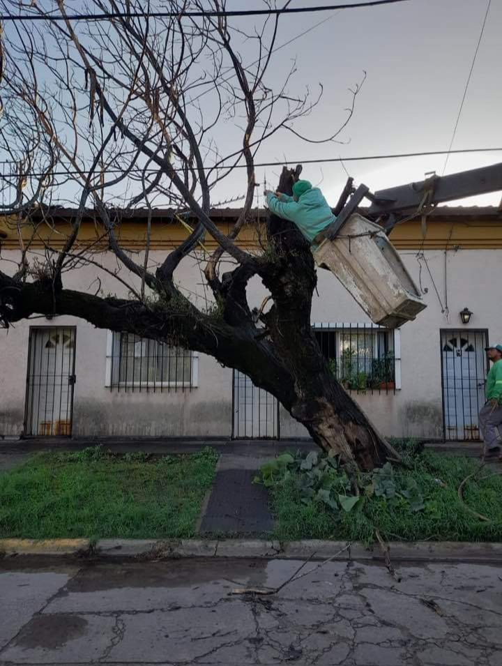 Merlo: La Secretaría de Delegaciones retiró los árboles caídos por el temporal
