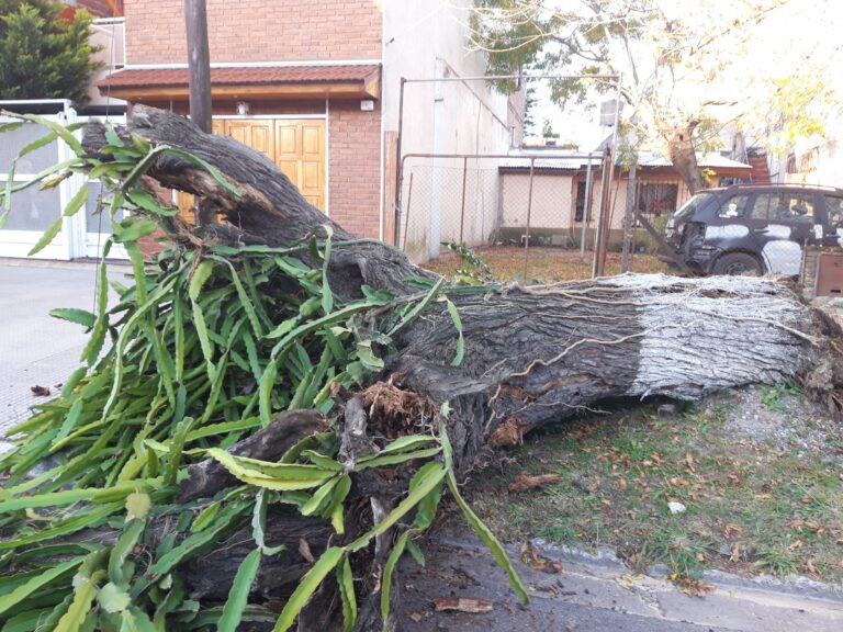 Relatos de vecinos de Aldo Bonzi: La caída misteriosa de un árbol