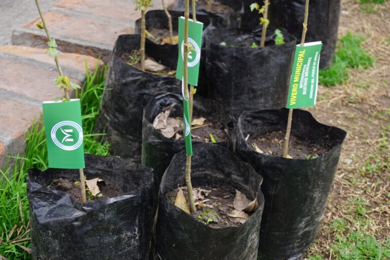 Merlo: El Vivero Municipal continúa proveyendo ejemplares gratuitos de árboles a los vecinos