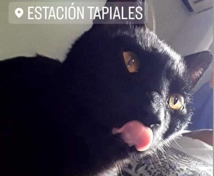 Tapiales: Buscan un gato perdido desde la semana pasada 