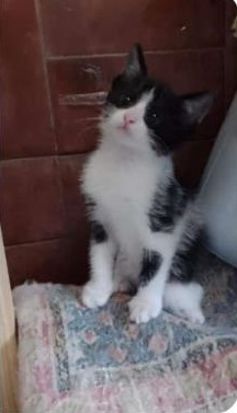 Tapiales – Villa Madero: Se busca hogar para una gata pequeña