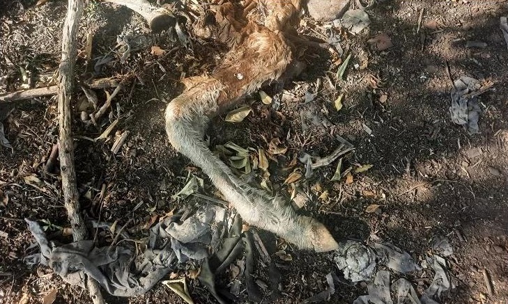 Ciudad Madero: Encontraron caballos muertos y otros equinos en malas condiciones en un predio