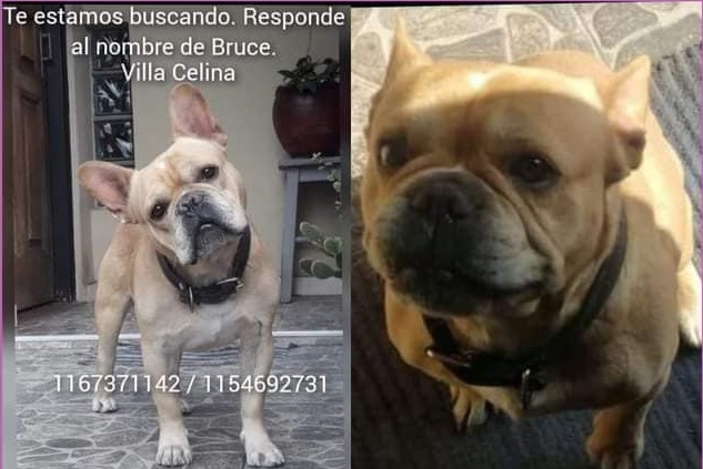 Buscan a un perro perdido en Villa Celina
